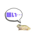 イエアメガエルのデカ文字スタンプ（個別スタンプ：16）