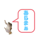 イエアメガエルのデカ文字スタンプ（個別スタンプ：19）