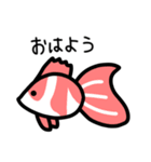 毎日使える金魚ちゃん（個別スタンプ：1）