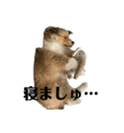 くーちゃん❤️丁寧編集ver.（個別スタンプ：12）