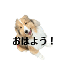 くーちゃん❤️丁寧編集ver.（個別スタンプ：13）