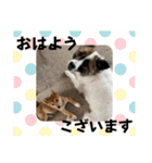 モコ家のスタンプの巻（個別スタンプ：1）