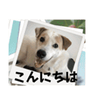 モコ家のスタンプの巻（個別スタンプ：3）
