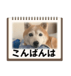 モコ家のスタンプの巻（個別スタンプ：5）