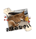 モコ家のスタンプの巻（個別スタンプ：7）