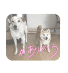 モコ家のスタンプの巻（個別スタンプ：10）