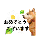 モコ家のスタンプの巻（個別スタンプ：17）