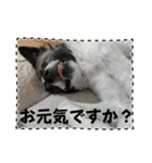 モコ家のスタンプの巻（個別スタンプ：23）