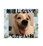 モコ家のスタンプの巻（個別スタンプ：24）