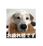 モコ家のスタンプの巻（個別スタンプ：26）