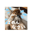 モコ家のスタンプの巻（個別スタンプ：29）