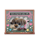 マルプーのぷーたん 第12弾（個別スタンプ：11）