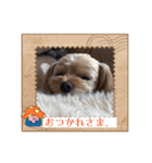 マルプーのぷーたん 第12弾（個別スタンプ：19）