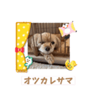 マルプーのぷーたん 第12弾（個別スタンプ：20）