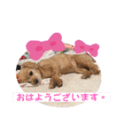 マルプーのぷーたん 第12弾（個別スタンプ：35）