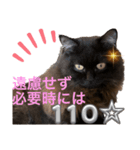 黒猫 ルナ院長110にゃんめ（個別スタンプ：1）