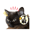 黒猫 ルナ院長110にゃんめ（個別スタンプ：6）