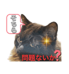 黒猫 ルナ院長110にゃんめ（個別スタンプ：7）