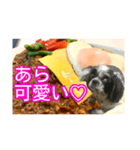 食べ物LOVEシーズー（個別スタンプ：29）