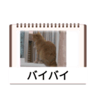 MAOチャン2（個別スタンプ：6）