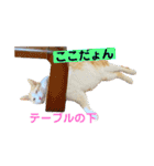 Nyan forceの日常（個別スタンプ：1）