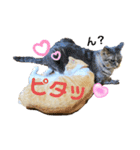 Nyan forceの日常（個別スタンプ：2）