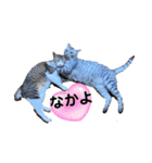 Nyan forceの日常（個別スタンプ：3）