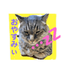 Nyan forceの日常（個別スタンプ：4）
