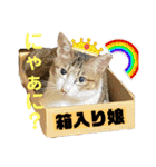 Nyan forceの日常（個別スタンプ：5）