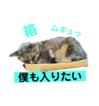 Nyan forceの日常（個別スタンプ：6）