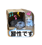 Nyan forceの日常（個別スタンプ：8）
