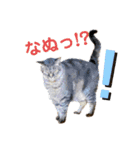 Nyan forceの日常（個別スタンプ：9）