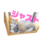 Nyan forceの日常（個別スタンプ：10）