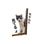 Nyan forceの日常（個別スタンプ：11）