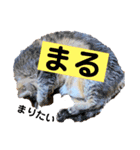 Nyan forceの日常（個別スタンプ：12）
