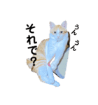 Nyan forceの日常（個別スタンプ：13）