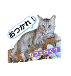 Nyan forceの日常（個別スタンプ：14）