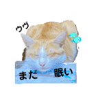 Nyan forceの日常（個別スタンプ：15）