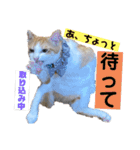 Nyan forceの日常（個別スタンプ：16）