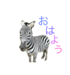 ︎︎動物スタンプ（個別スタンプ：6）
