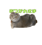 晴れ時々みぞれのちスタンプ（個別スタンプ：11）