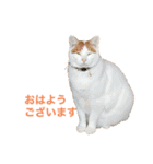 かわいいうちの猫のスタンプ（個別スタンプ：1）