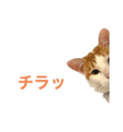 かわいいうちの猫のスタンプ（個別スタンプ：2）