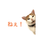かわいいうちの猫のスタンプ（個別スタンプ：3）