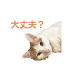 かわいいうちの猫のスタンプ（個別スタンプ：4）