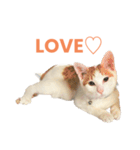 かわいいうちの猫のスタンプ（個別スタンプ：5）