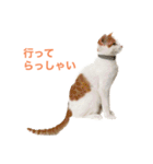 かわいいうちの猫のスタンプ（個別スタンプ：6）