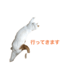 かわいいうちの猫のスタンプ（個別スタンプ：7）