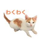 かわいいうちの猫のスタンプ（個別スタンプ：8）
