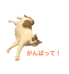 かわいいうちの猫のスタンプ（個別スタンプ：9）
